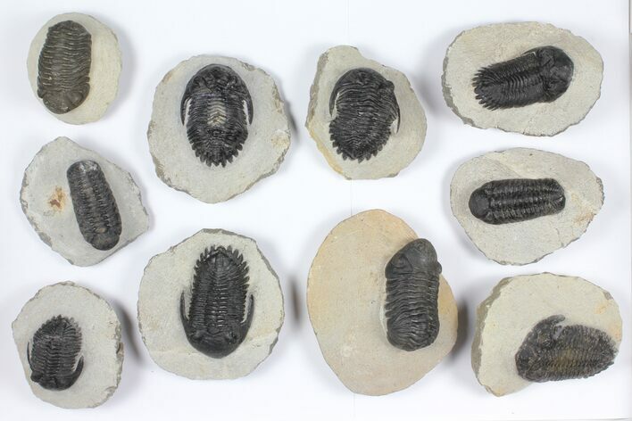 Lot: Assorted Devonian Trilobites - Pieces #92160